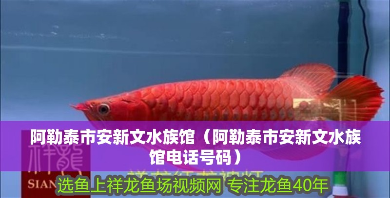 阿勒泰市安新文水族館（阿勒泰市安新文水族館電話號碼）