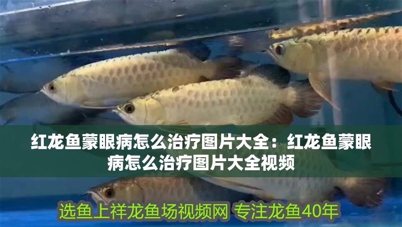 紅龍魚蒙眼病怎么治療圖片大全:紅龍魚蒙眼病怎么治療圖片大全視頻 水族問答 紅龍魚蒙眼病怎么治療圖片大全:紅龍魚蒙眼病怎么治療圖片大全視頻 紅龍魚蒙眼病怎么治療圖片大全:紅龍魚蒙眼病怎么治療圖片大全視頻 水族問答