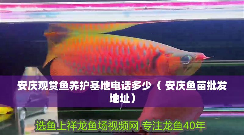 安慶觀賞魚(yú)養(yǎng)護(hù)基地電話多少（ 安慶魚(yú)苗批發(fā)地址）