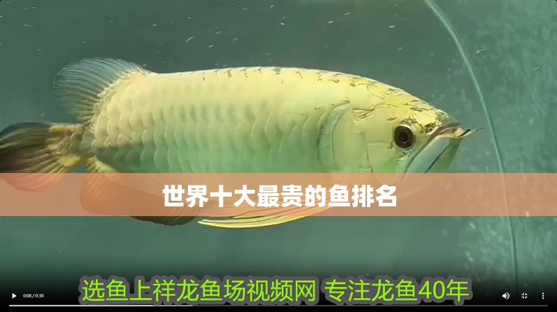 世界十大最貴的魚排名