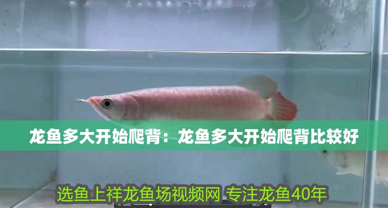 龍魚多大開始爬背：龍魚多大開始爬背比較好