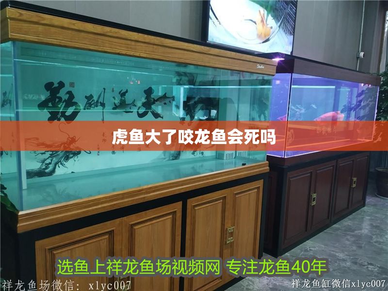 虎魚大了咬龍魚會死嗎