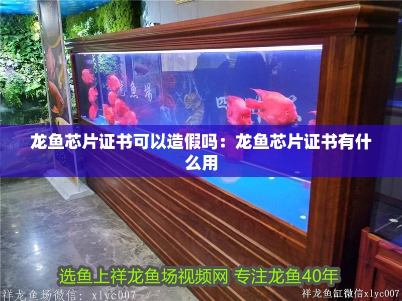 龍魚芯片證書可以造假嗎：龍魚芯片證書有什么用