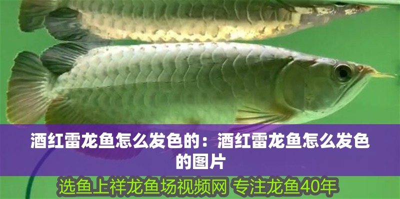 酒紅雷龍魚怎么發色的：酒紅雷龍魚怎么發色的圖片 酒紅雷龍魚怎么發色的：酒紅雷龍魚怎么發色的圖片 水族問答