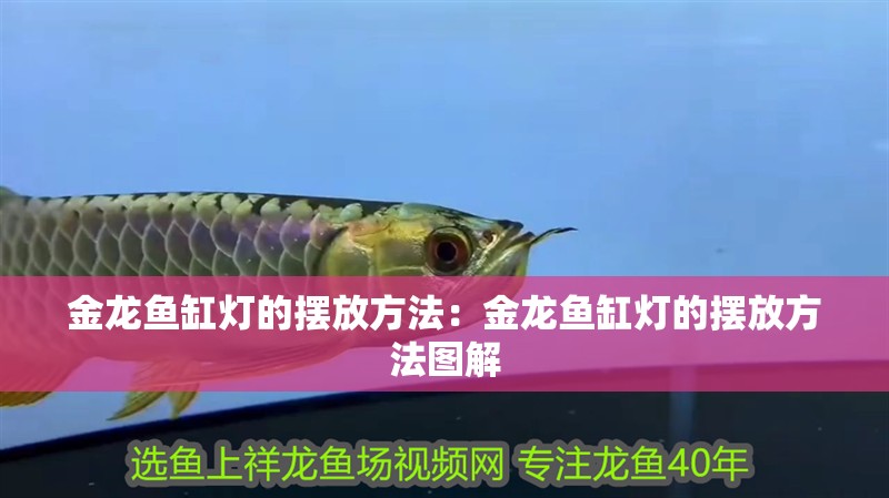 金龍魚缸燈的擺放方法：金龍魚缸燈的擺放方法圖解
