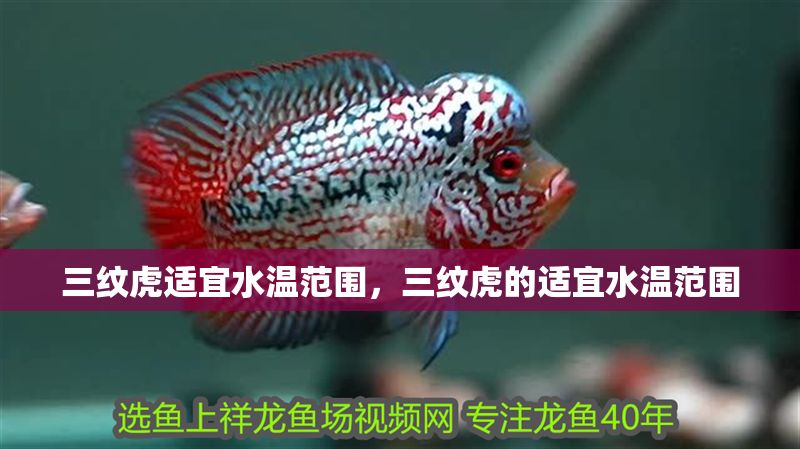 三紋虎適宜水溫范圍，三紋虎的適宜水溫范圍