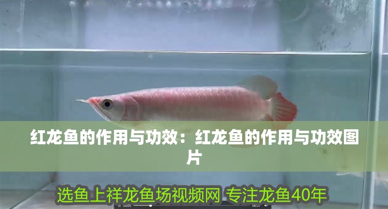 紅龍魚的作用與功效：紅龍魚的作用與功效圖片