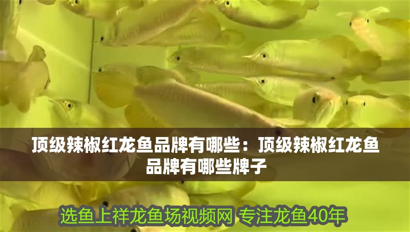 頂級(jí)辣椒紅龍魚品牌有哪些：頂級(jí)辣椒紅龍魚品牌有哪些牌子