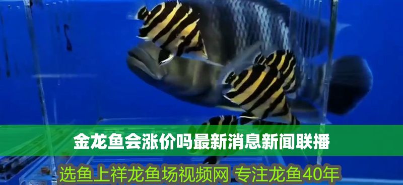 金龍魚會漲價嗎最新消息新聞聯(lián)播 金龍魚會漲價嗎最新消息新聞聯(lián)播 龍魚百科 第2張