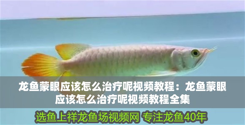龍魚蒙眼應該怎么治療呢視頻教程：龍魚蒙眼應該怎么治療呢視頻教程全集