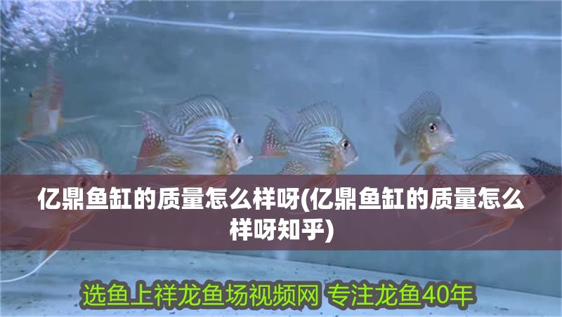 億鼎魚缸的質量怎么樣呀(億鼎魚缸的質量怎么樣呀知乎)