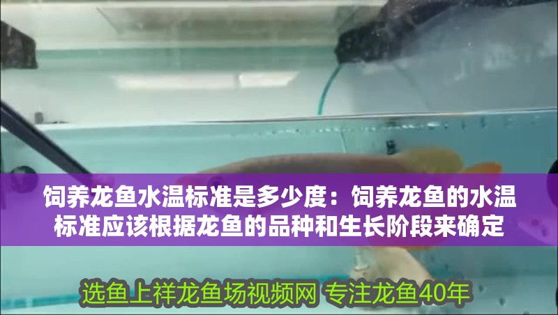 飼養龍魚水溫標準是多少度：飼養龍魚的水溫標準應該根據龍魚的品種和生長階段來確定
