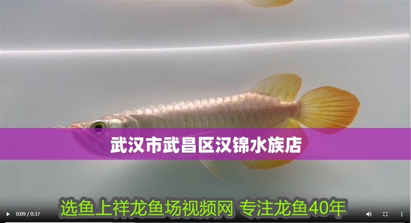 武漢市武昌區(qū)漢錦水族店