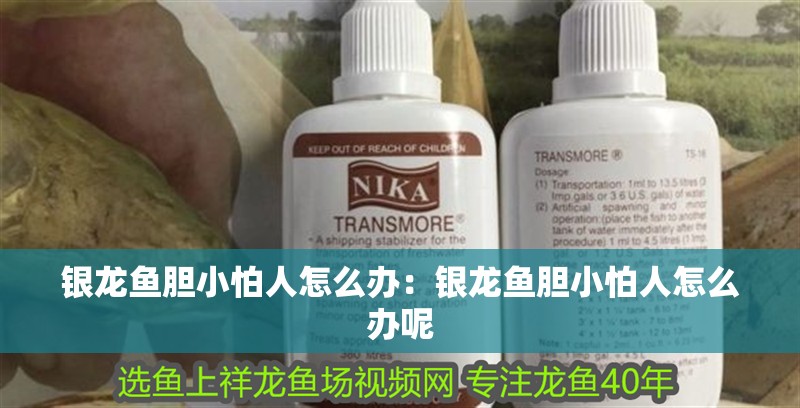 銀龍魚膽小怕人怎么辦：銀龍魚膽小怕人怎么辦呢