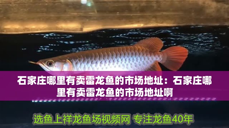 石家莊哪里有賣雷龍魚的市場地址：石家莊哪里有賣雷龍魚的市場地址啊