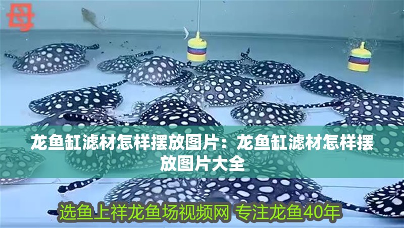龍魚缸濾材怎樣擺放圖片：龍魚缸濾材怎樣擺放圖片大全