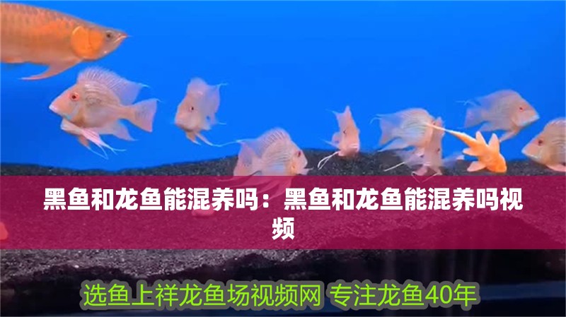 黑魚和龍魚能混養嗎：黑魚和龍魚能混養嗎視頻