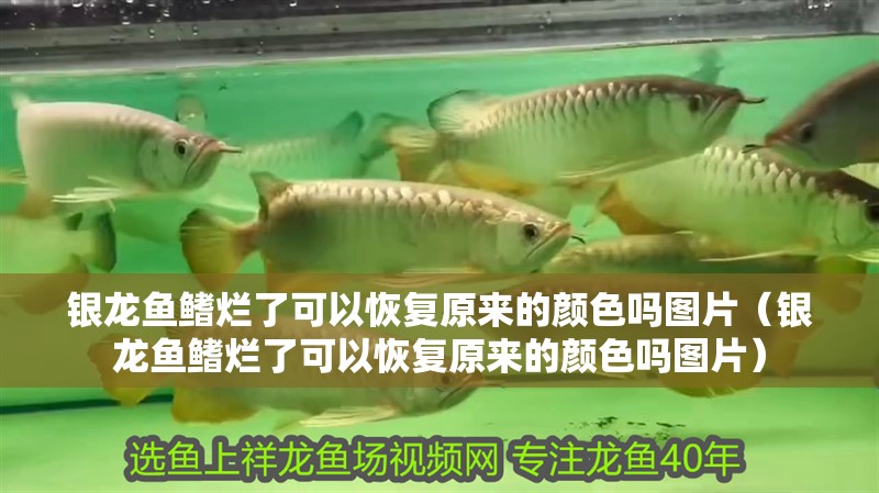銀龍魚鰭爛了可以恢復原來的顏色嗎圖片（銀龍魚鰭爛了可以恢復原來的顏色嗎圖片）