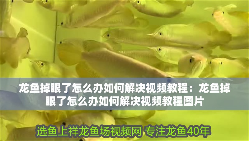 龍魚掉眼了怎么辦如何解決視頻教程：龍魚掉眼了怎么辦如何解決視頻教程圖片