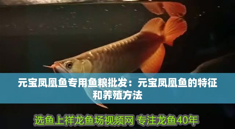 元寶鳳凰魚專用魚糧批發：元寶鳳凰魚的特征和養殖方法