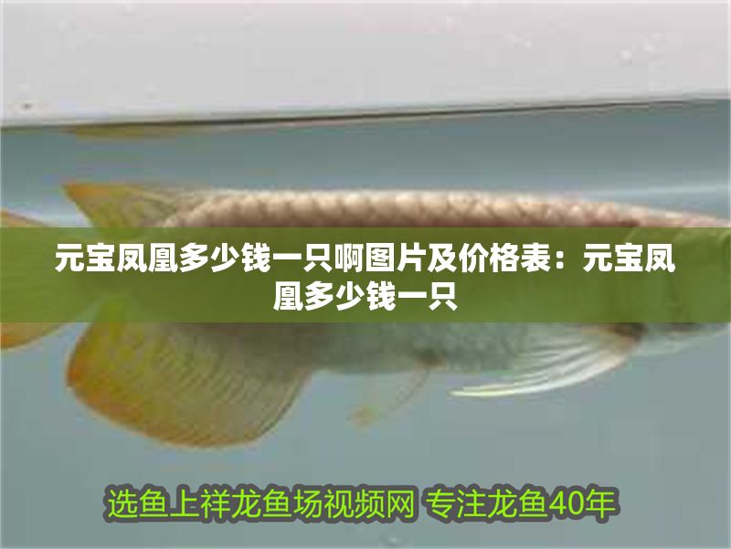 元寶鳳凰多少錢一只啊圖片及價格表：元寶鳳凰多少錢一只 元寶鳳凰多少錢一只啊圖片及價格表：元寶鳳凰多少錢一只 元寶鳳凰魚百科 第2張