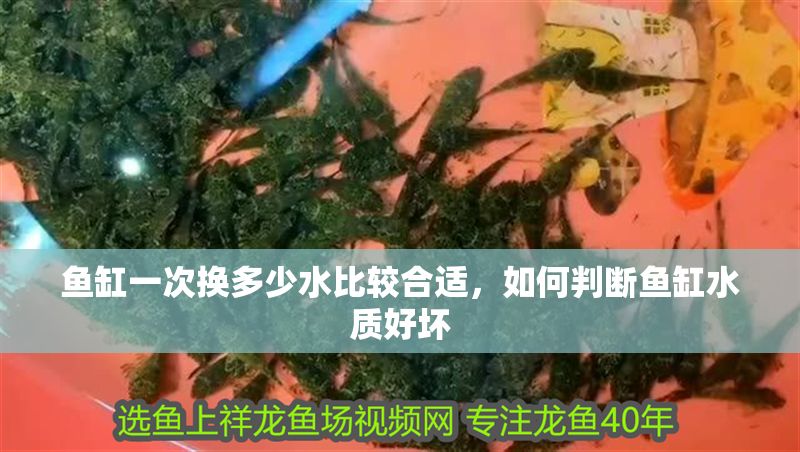魚缸一次換多少水比較合適，如何判斷魚缸水質好壞