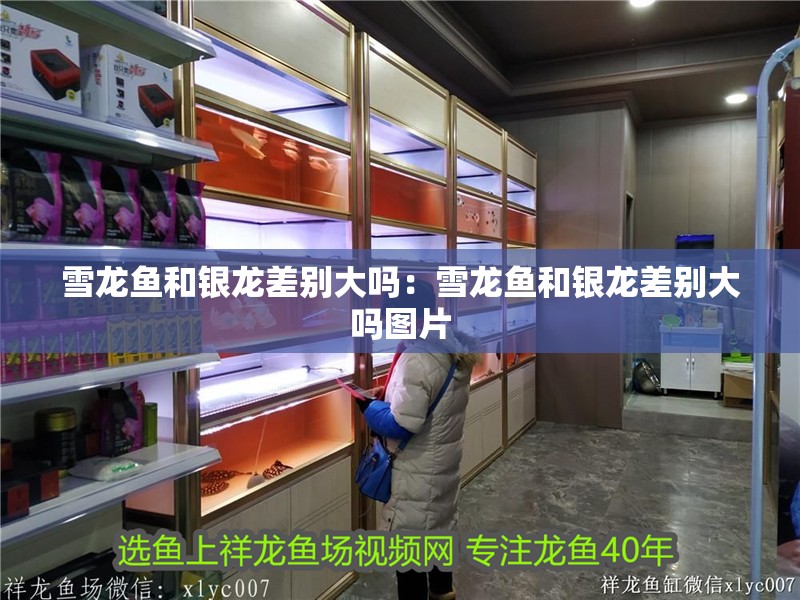 雪龍魚和銀龍差別大嗎：雪龍魚和銀龍差別大嗎圖片