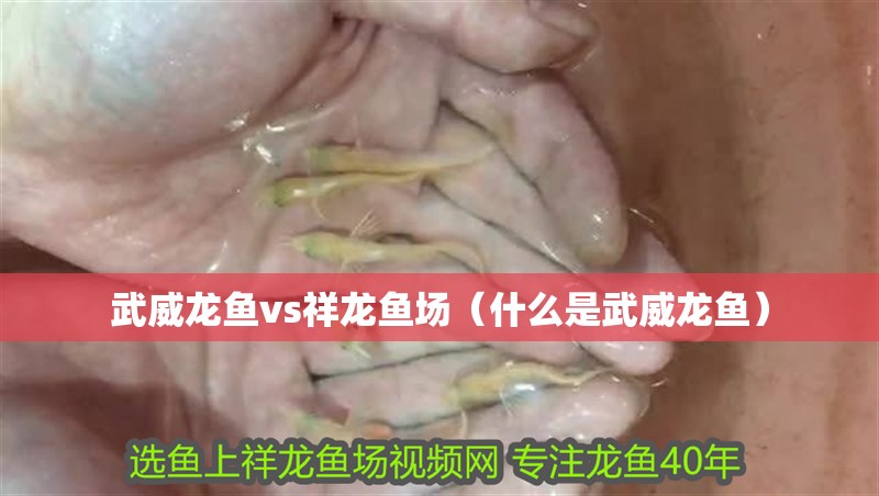 武威龍魚vs祥龍魚場（什么是武威龍魚）