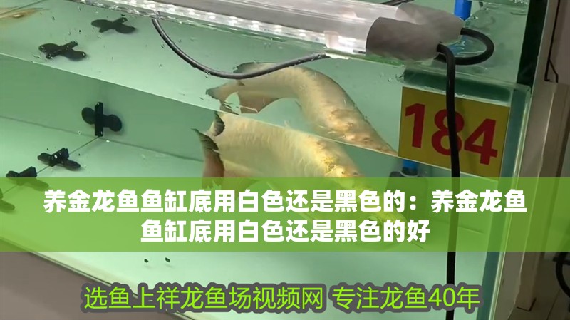 養金龍魚魚缸底用白色還是黑色的：養金龍魚魚缸底用白色還是黑色的好