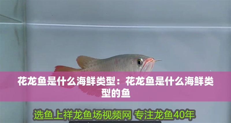 花龍魚是什么海鮮類型：花龍魚是什么海鮮類型的魚