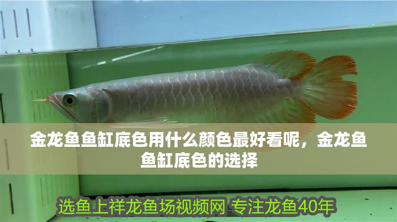 金龍魚魚缸底色用什么顏色最好看呢，金龍魚魚缸底色的選擇