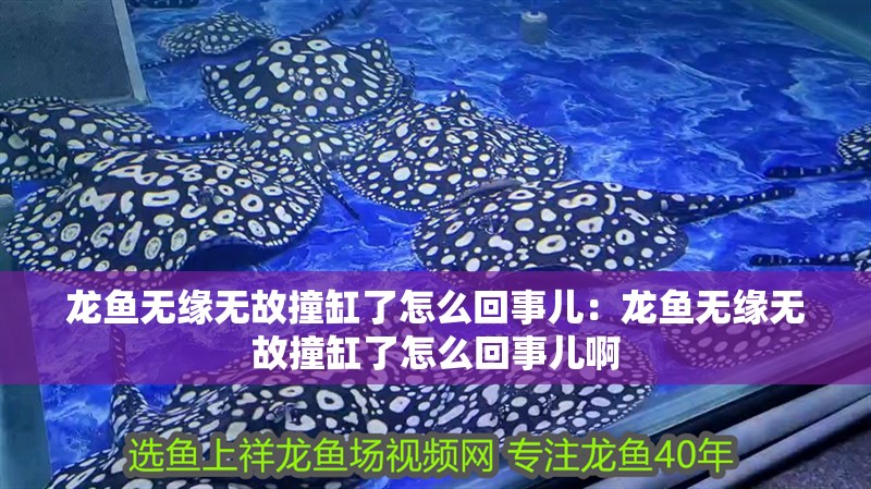 龍魚無緣無故撞缸了怎么回事兒：龍魚無緣無故撞缸了怎么回事兒啊