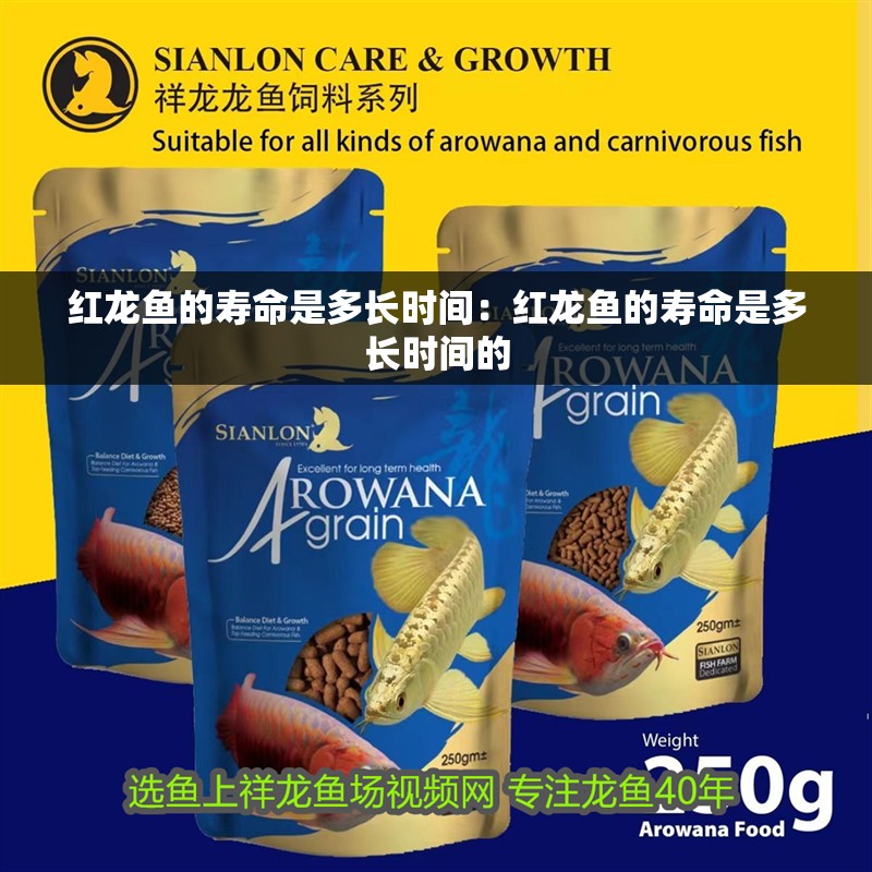 紅龍魚的壽命是多長時(shí)間：紅龍魚的壽命是多長時(shí)間的
