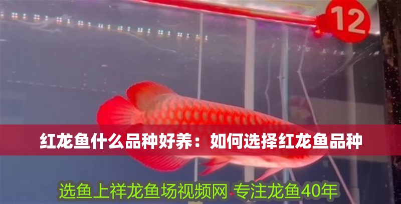 紅龍魚什么品種好養(yǎng)：如何選擇紅龍魚品種