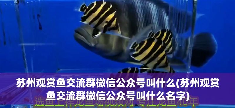 蘇州觀賞魚交流群微信公眾號叫什么(蘇州觀賞魚交流群微信公眾號叫什么名字)