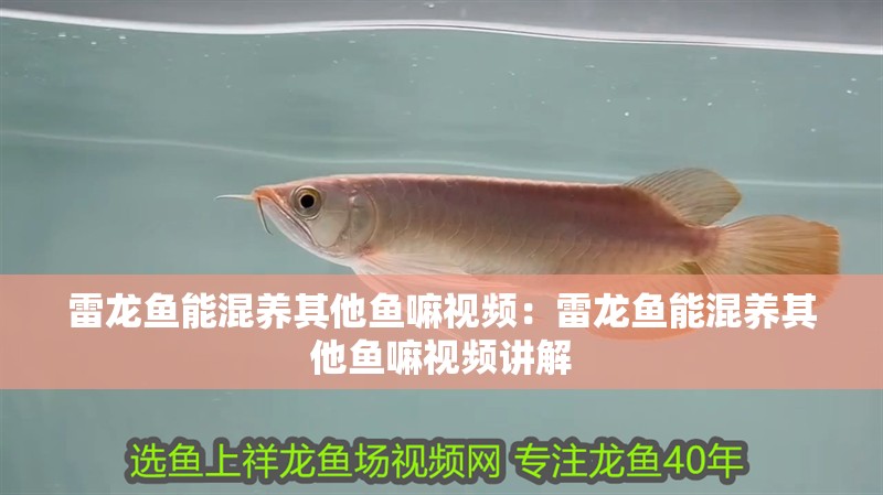 雷龍魚能混養其他魚嘛視頻：雷龍魚能混養其他魚嘛視頻講解