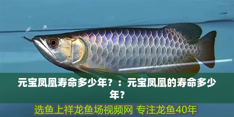 元寶鳳凰壽命多少年？：元寶鳳凰的壽命多少年？