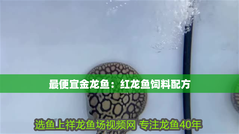 最便宜金龍魚：紅龍魚飼料配方