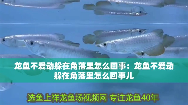 龍魚不愛動躲在角落里怎么回事：龍魚不愛動躲在角落里怎么回事兒