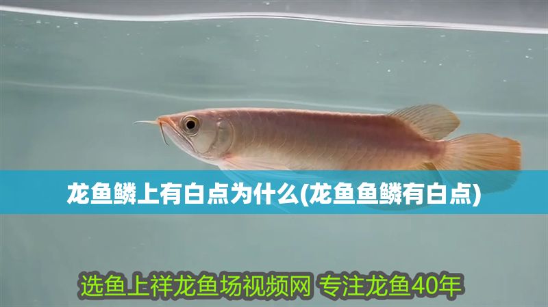 龍魚鱗上有白點為什么(龍魚魚鱗有白點)