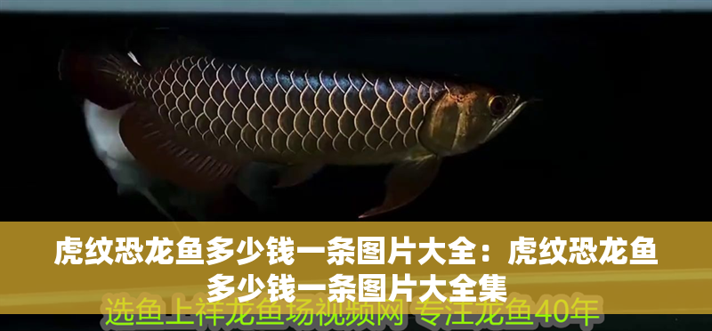 自己做魚缸循環水系統怎么做的(魚缸循環水制作視頻教程全集)