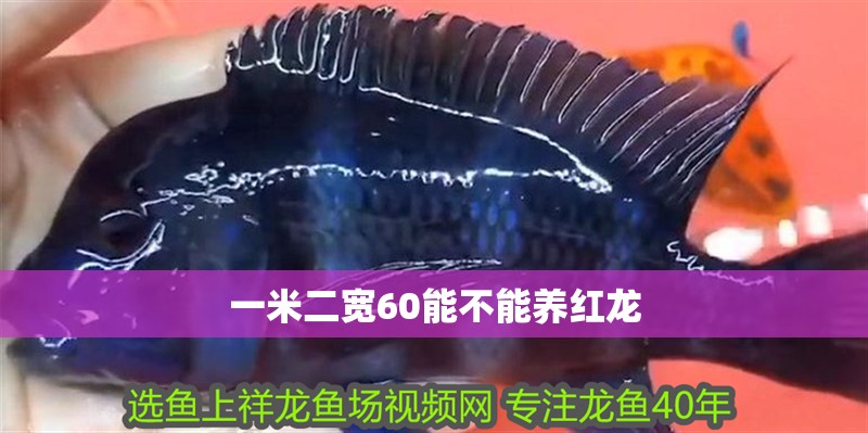 一米二寬60能不能養(yǎng)紅龍