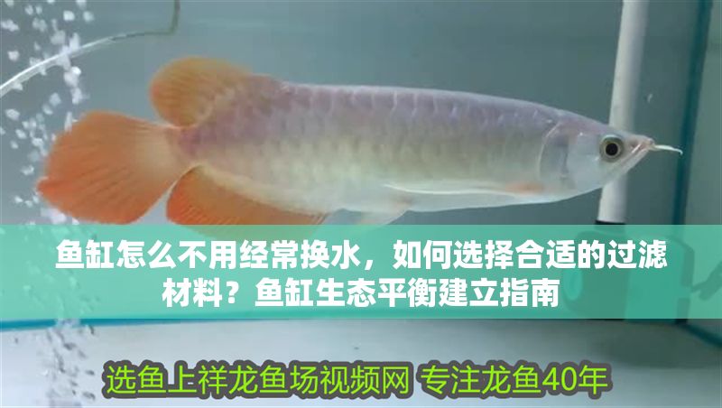 魚缸怎么不用經常換水，如何選擇合適的過濾材料？魚缸生態平衡建立指南