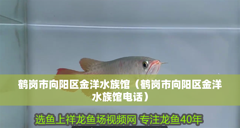 鶴崗市向陽區金洋水族館（鶴崗市向陽區金洋水族館電話）