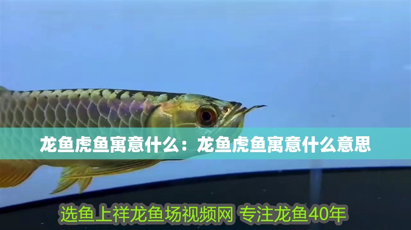 龍魚(yú)虎魚(yú)寓意什么：龍魚(yú)虎魚(yú)寓意什么意思