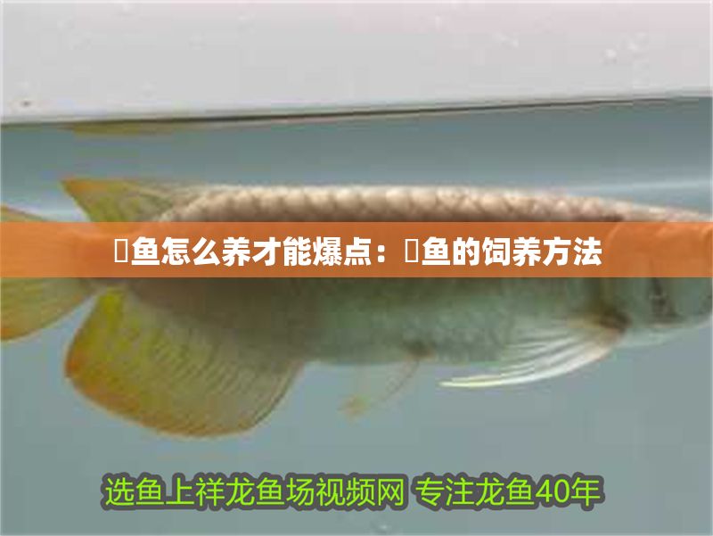 魟魚怎么養才能爆點:魟魚的飼養方法 魟魚百科 第2張 魟魚怎么養才能爆點:魟魚的飼養方法 魟魚怎么養才能爆點:魟魚的飼養方法 魟魚百科 第2張