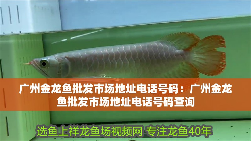 廣州金龍魚批發(fā)市場地址電話號碼：廣州金龍魚批發(fā)市場地址電話號碼查詢