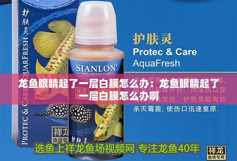 龍魚眼睛起了一層白膜怎么辦：龍魚眼睛起了一層白膜怎么辦啊