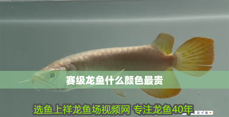 賽級龍魚什么顏色最貴