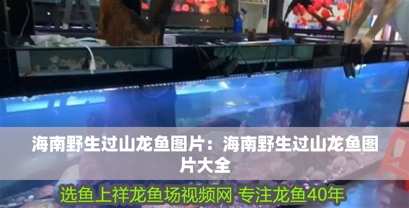 海南野生過山龍魚圖片：海南野生過山龍魚圖片大全